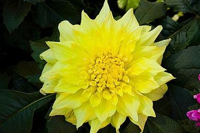 《地平线：西部禁域》全新预告 主角在“神殿漫步”